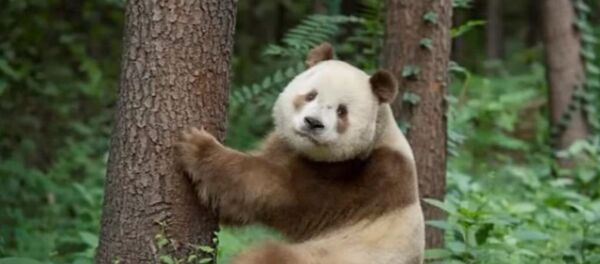 Le panda Qizai - Sputnik Afrique