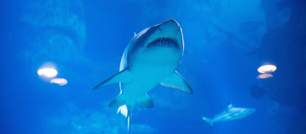 Un réquin - Sputnik Afrique