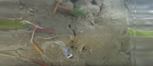 Hediste diversicolor - Sputnik Afrique