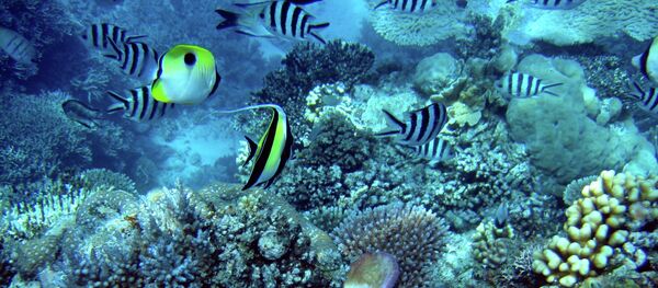 Non, la Grande barrière de corail n'est pas morte! - Sputnik Afrique