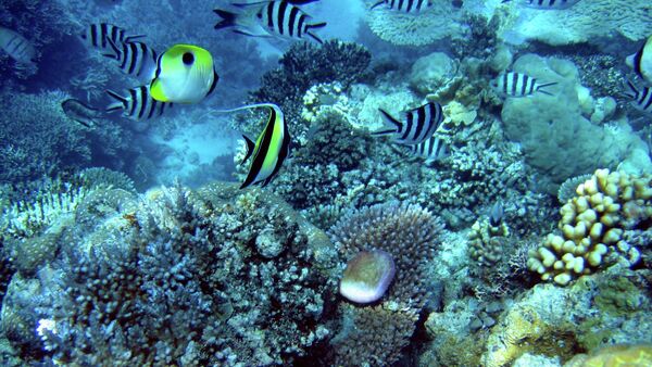 Non, la Grande barrière de corail n'est pas morte! - Sputnik Afrique