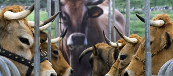 Du bœuf pour les réfugiés, solution à la crise bovine ? - Sputnik Afrique