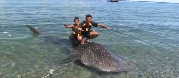 Un touriste achète un bébé requin-baleine pour le relâcher - Sputnik Afrique