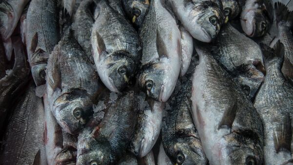 Vue macabre: des milliers de poissons cuits vivants au large de la Californie (image d'illustration) - Sputnik Afrique