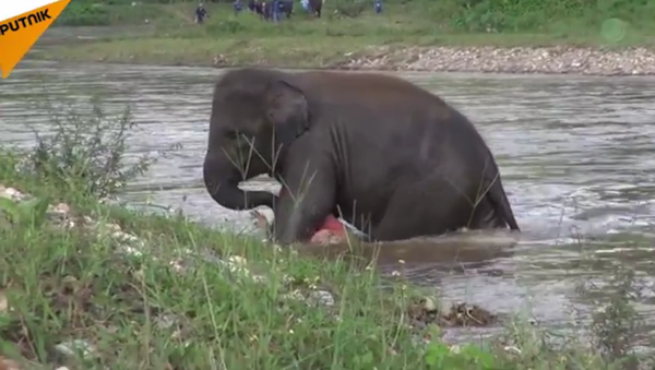 Un éléphanteau sauve un homme de la noyade - Sputnik Afrique