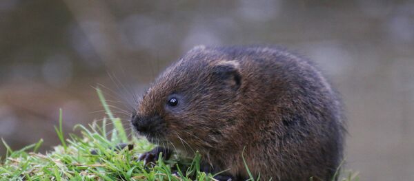 L’homme des cavernes grignotait-il des souris? - Sputnik Afrique