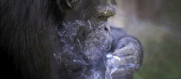 Un chimpanzé fumeur vedette du zoo de Pyongyang - Sputnik Afrique