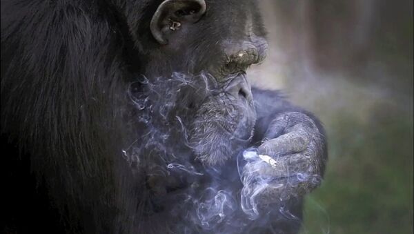Un chimpanzé fumeur vedette du zoo de Pyongyang - Sputnik Afrique