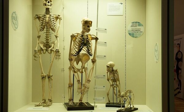 La taille de la pierre: révolution ou hasard de l'évolution? - Sputnik Afrique