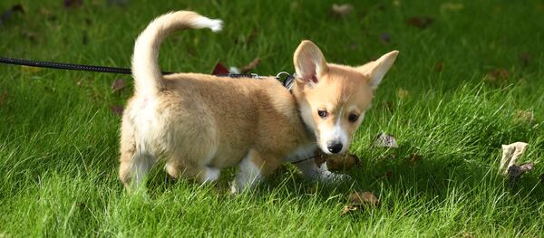 «Où est Franklin?»: pouvez-vous retrouver ce chien sur la photo? - Sputnik Afrique