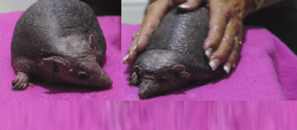 Nelson le hérisson - Sputnik Afrique