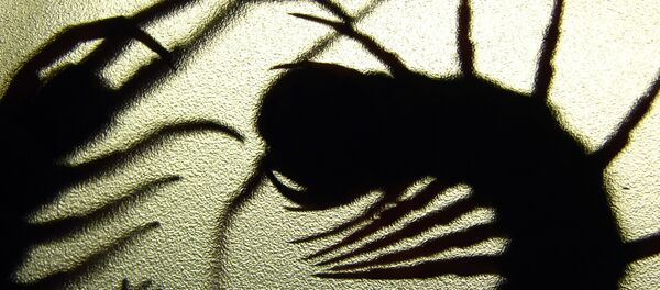 un mille-pattes - Sputnik Afrique