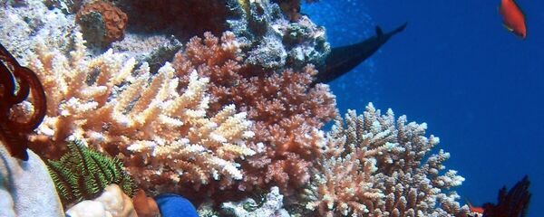 Étoile de mer sur du corail - Sputnik Afrique