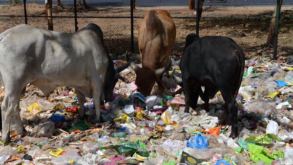 Des vaches dans un tas de déchets situé au bord d'une route à Gandhinagar, en Inde - Sputnik Afrique