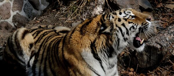Tigre Tigre - Sputnik Afrique
