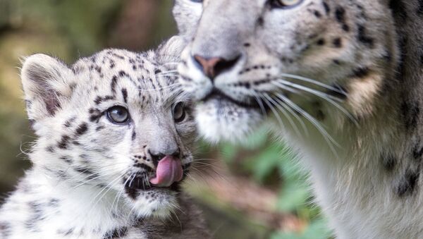 Snow leopards - Sputnik Afrique