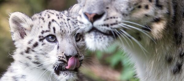 Snow leopards - Sputnik Afrique