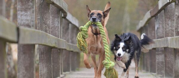 собаки - Sputnik Afrique