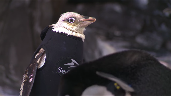 Un pingouin sans plumes reçoit une tenue de plongée sur mesure - Sputnik Afrique