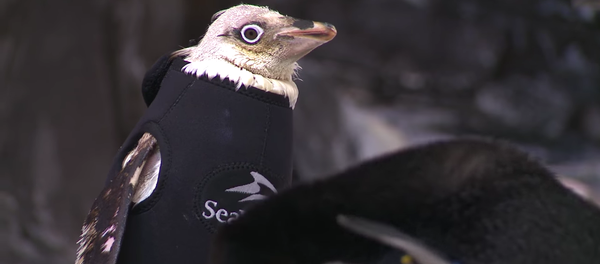 Un pingouin sans plumes reçoit une tenue de plongée sur mesure - Sputnik Afrique