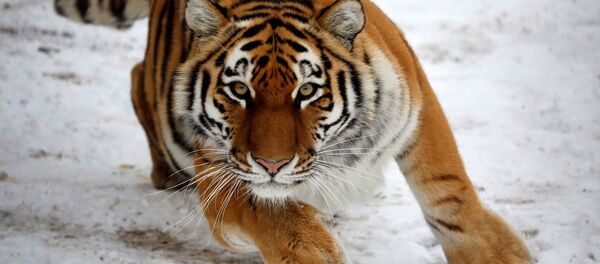 Un tigre Un tigre - Sputnik Afrique