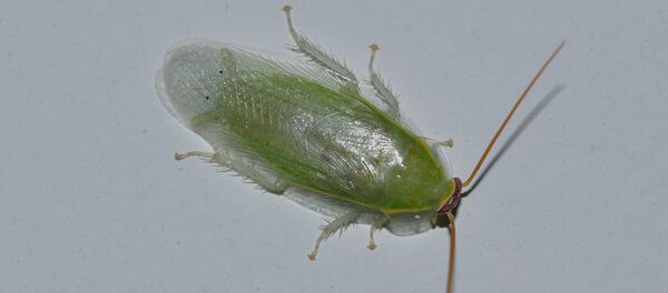 Panchlora sp. - Sputnik Afrique