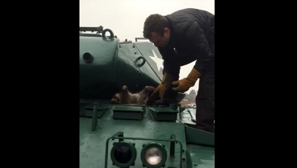 Le sauvetage hilarant d’un raton laveur grassouillet coincé dans un char - Sputnik Afrique
