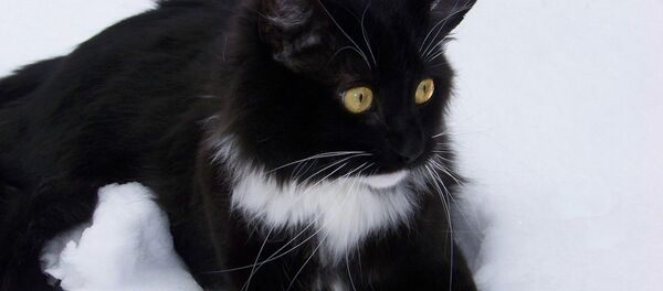 Un chat - Sputnik Afrique