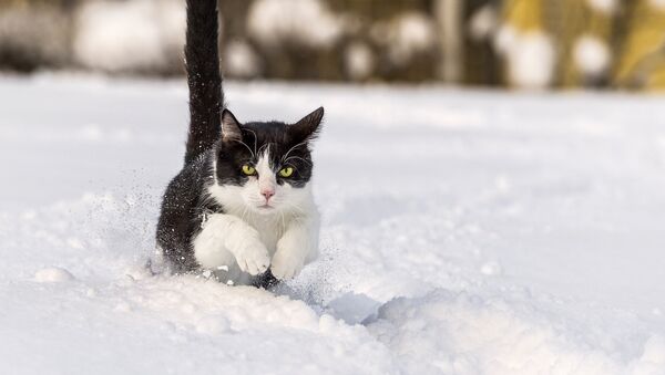 Un chat dans la neige - Sputnik Afrique