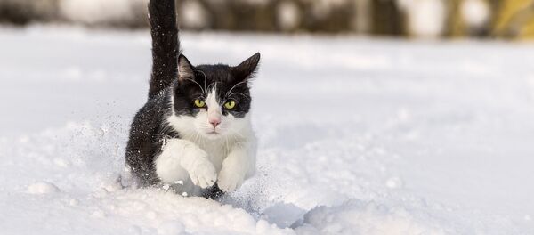 Un chat dans la neige - Sputnik Afrique