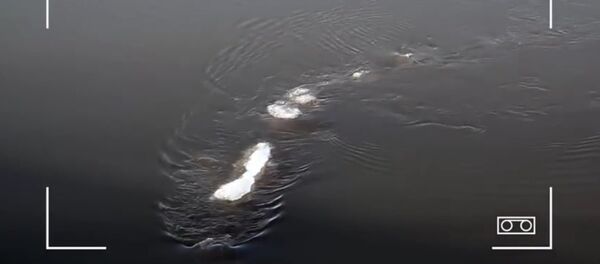 monstre marin - Sputnik Afrique