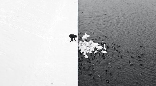 Фотография A man feeding swans in the snow польского фотографа Marcin Ryczek - Sputnik Afrique