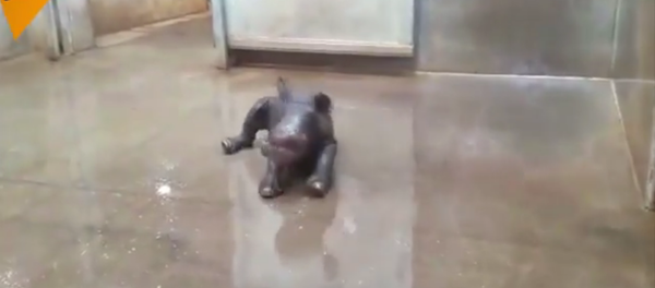 Le premier bain d'un bébé rhinocéros - Sputnik Afrique