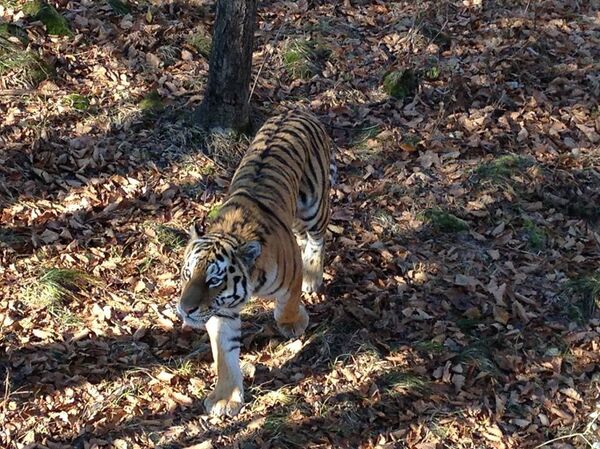 Le Safari Parc  - Sputnik Afrique