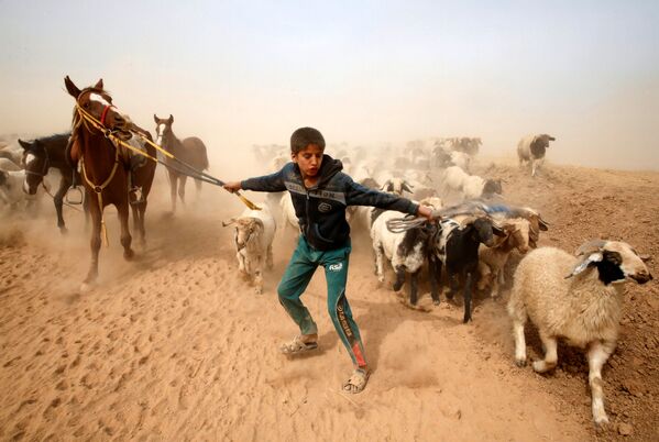 Иракский мальчик-пастух ведет скот в безопасное место после ухода из деревни, контролируемой боевиками ИГ в Ираке - Sputnik Afrique
