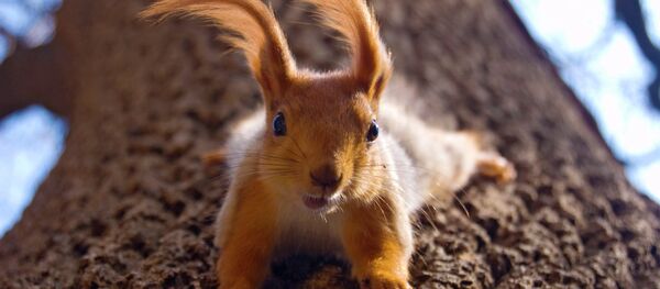 Ecureuil Ecureuil - Sputnik Afrique