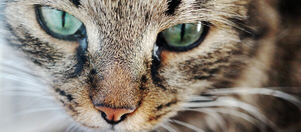 Кошка - Sputnik Afrique