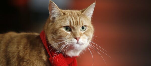 Bob - Sputnik Afrique