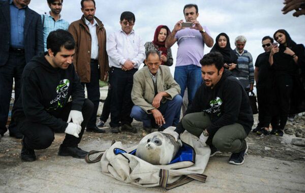 74th rescued seal  - Sputnik Afrique