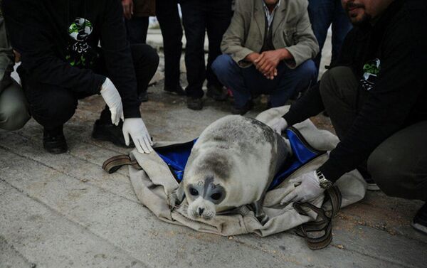 ​Le centre pour le sauvetage et la réhabilitation des phoques de la Caspienne a été créé en 2010. Depuis son ouverture, les volontaires iraniens ont réussi à sauver des dizaines d'animaux. - Sputnik Afrique