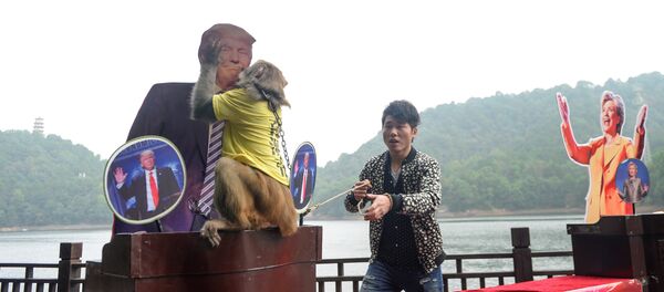 Geda le singe choisit Trump - Sputnik Afrique