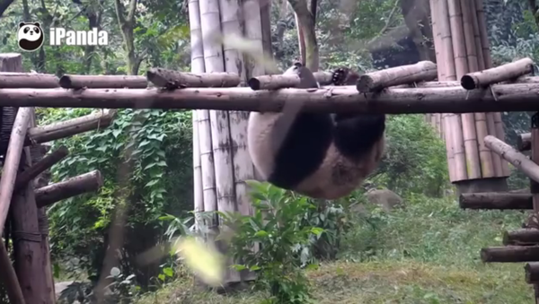 Le panda qui voulait devenir acrobate - Sputnik Afrique