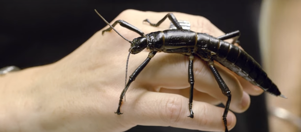 Une bachotte géante - Sputnik Afrique