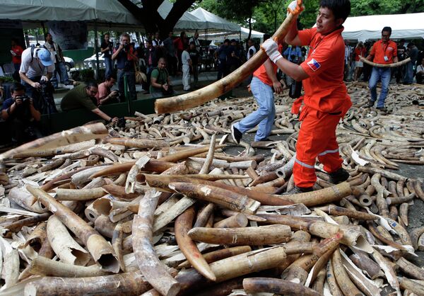 Plus de 50.000 éléphants par an victimes de braconnage Plus de 50.000 éléphants par an victimes de braconnage - Sputnik Afrique