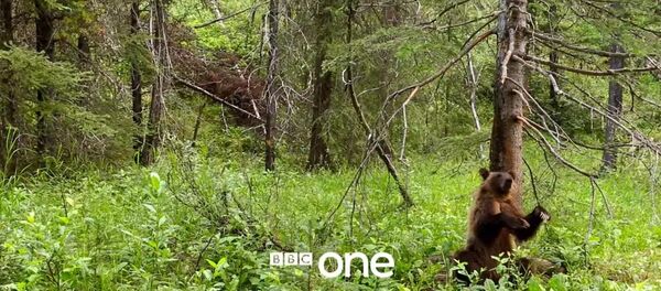 Quand un ours danse le twerk - Sputnik Afrique