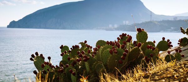 Crimée - Sputnik Afrique