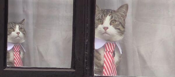 En plein interrogatoire, le chat d’Assange apparaît en cravate - Sputnik Afrique