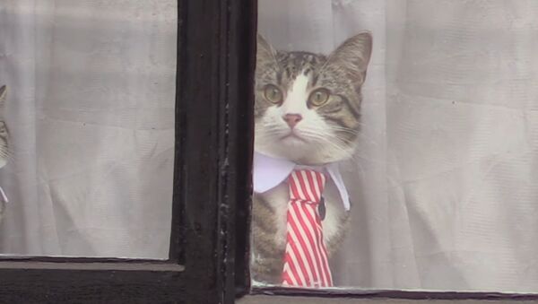 En plein interrogatoire, le chat d’Assange apparaît en cravate - Sputnik Afrique