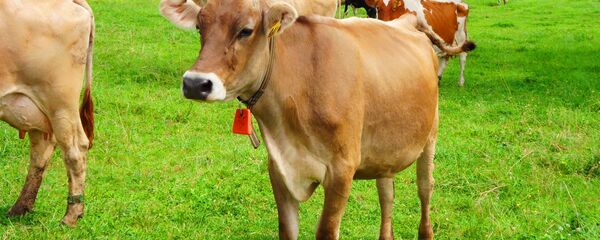 Vaches - Sputnik Afrique