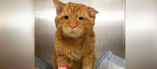 Le chat le plus piteux du monde a complètement changé après avoir trouvé un maître - Sputnik Afrique